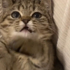 “小奶猫：别扒拉我