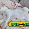 小猫咪剃毛多久能长出新毛？（一个月记录长毛过程