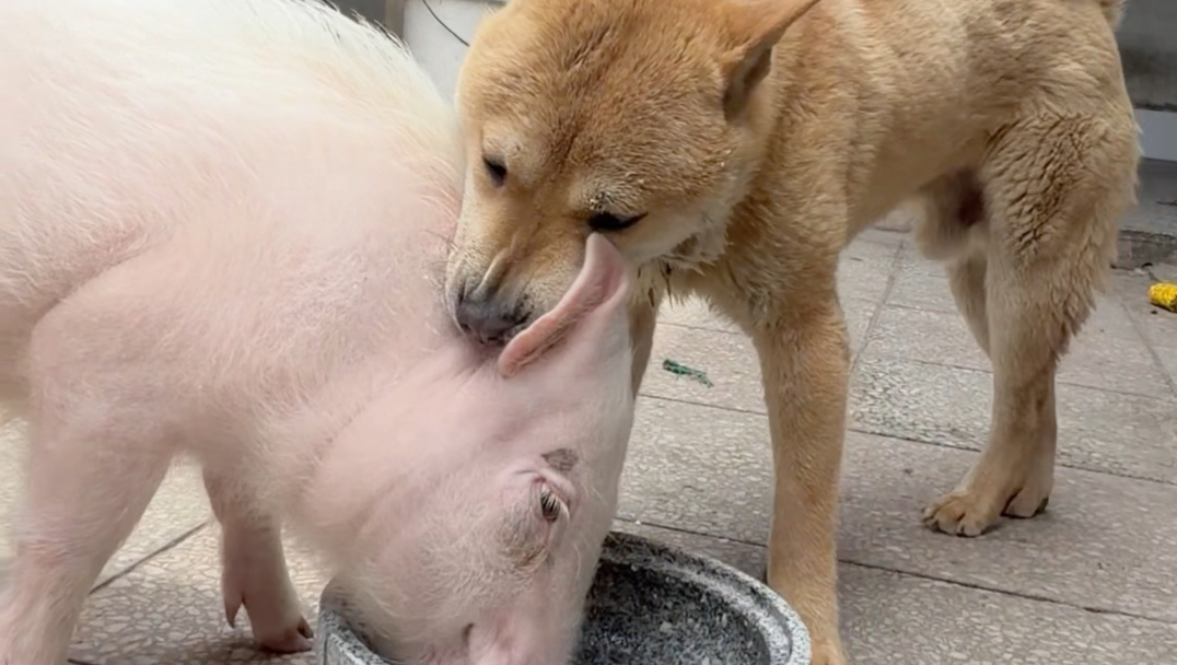大黄真是插不上嘴啊！