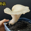 你敢信？在家用蘑菇能再次繁殖出大蘑菇