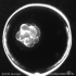显微镜下的早期胚胎发育（受精卵到囊胚）