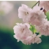 【RSP】清明樱花祭
