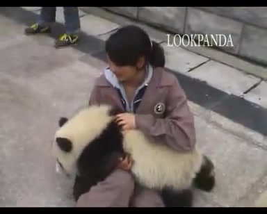 【熊猫】08年汶川地震后，卧龙熊猫，饲养员人手一只幼年猫猫。After the earthquake, The panda scared - YouTube