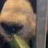丹麦大熊猫试吃新食物之黄瓜