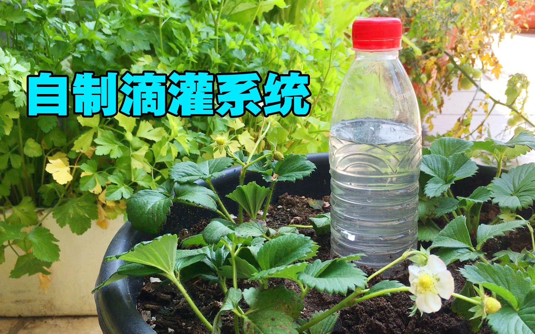 用一个塑料瓶，制作蔬菜浇灌系统