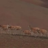 #超大迁徙藏羚羊队伍绵延近6公里# 转起倡议，一起保护野生动物！