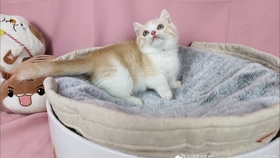 ae827158aefe552a9470a2cda45b805182cf9549.jpg@280w_158h_1c_100q.jpg