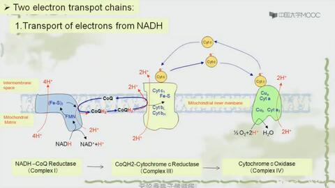 自由基产生原因分析 ae89c01cf918b33e5d1c03acae5f645a3ecd97fc.jpg@480w_270h_1c