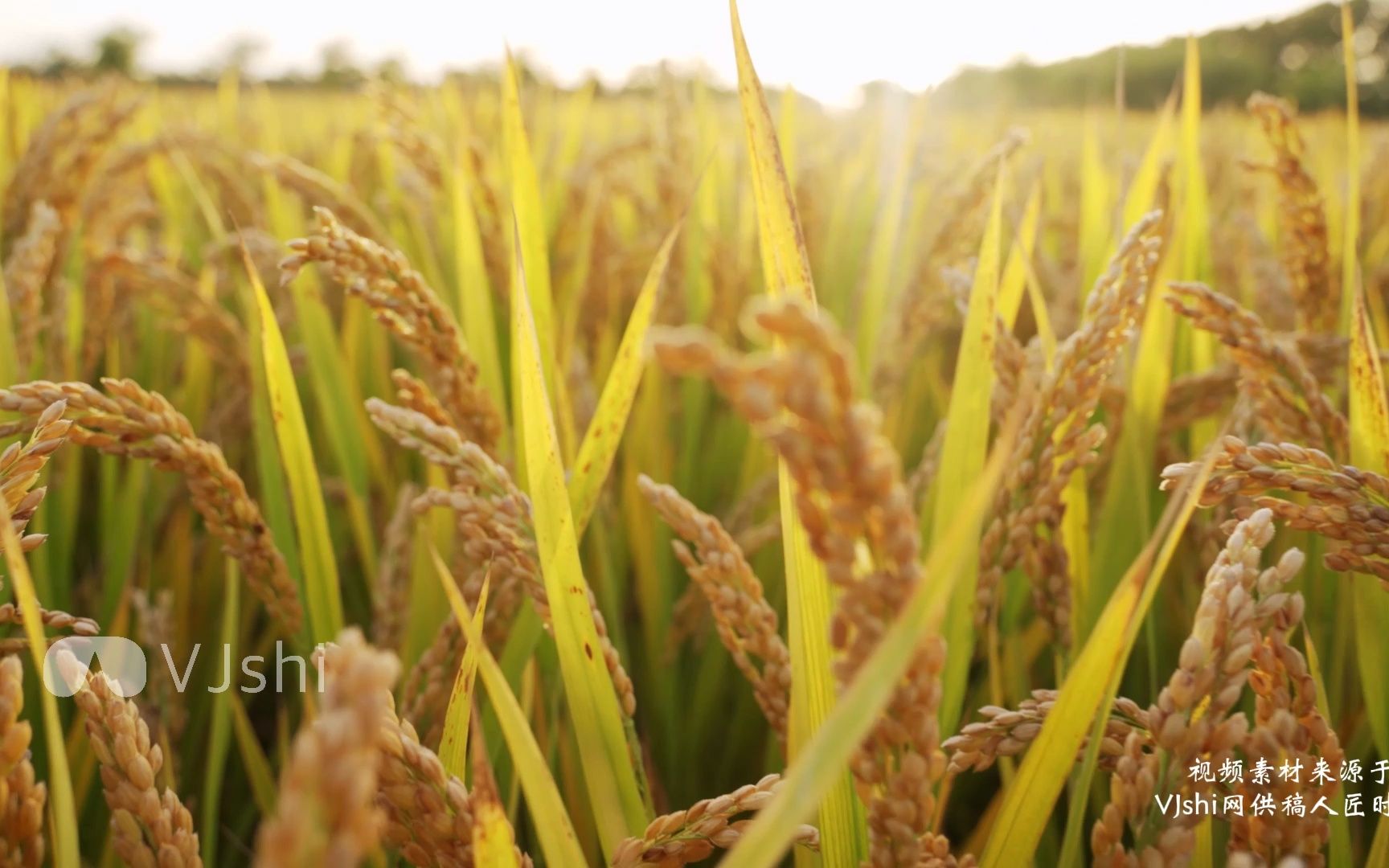 【4K】逆光唯美农场成熟水稻视频素材【VJshi视频素材】