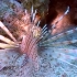 【素材共享】【海底世界】视频剪辑分集之：狮子鱼