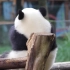 【大熊猫重重】小熊精把腰扭成这样，也不知道想要勾引谁～
