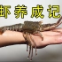花158元在海鲜市场买一只波纹龙虾回家当宠物,一起见证它的蜕变吧！