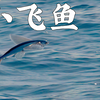 空中飞的不一定是鸟，也可能是鱼