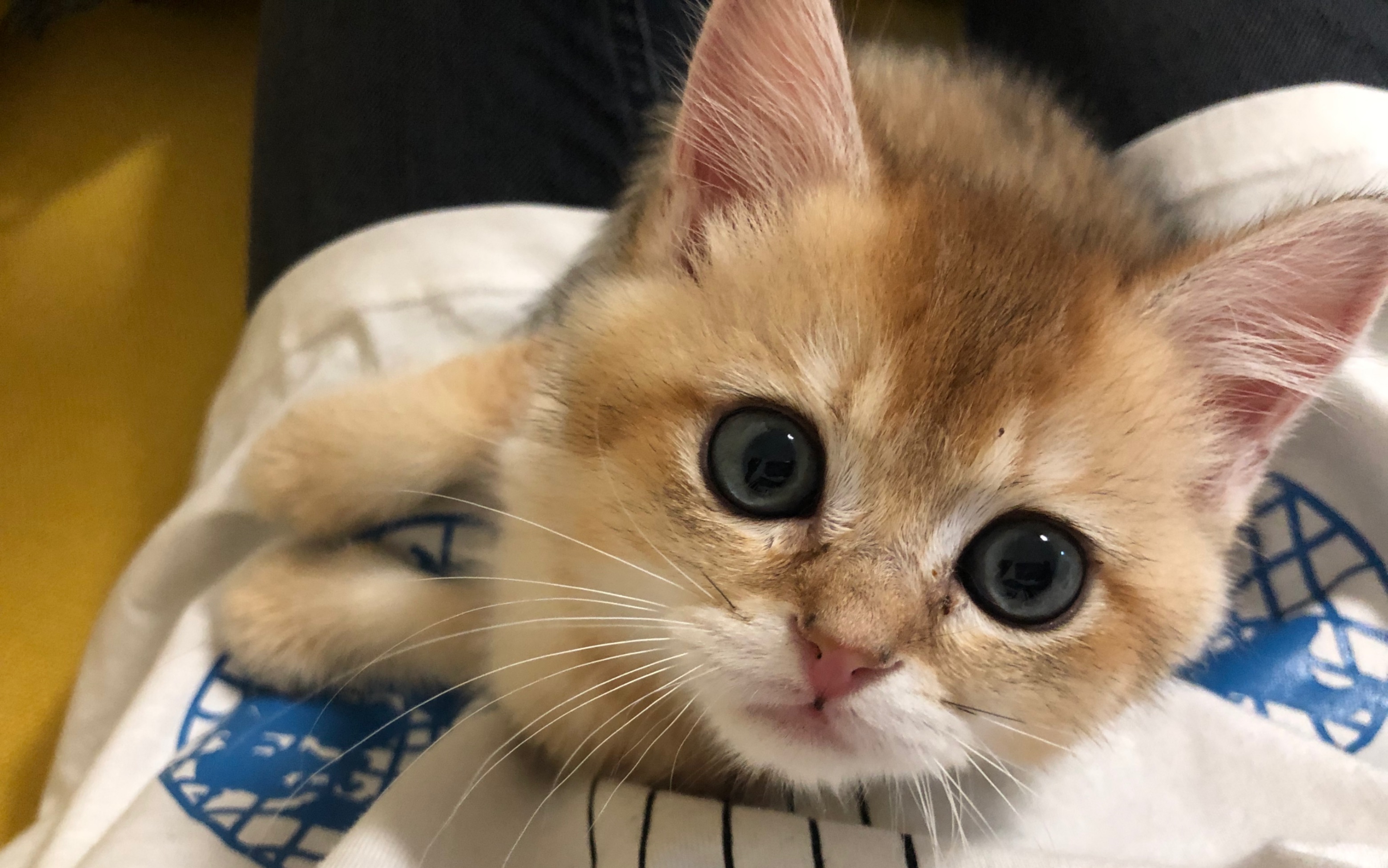 【气气】奶凶奶凶的小猫咪