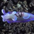 某种泡螺的幼体5mm，（疑似波纹泡螺Micromelo undatus幼体，不能确定~）