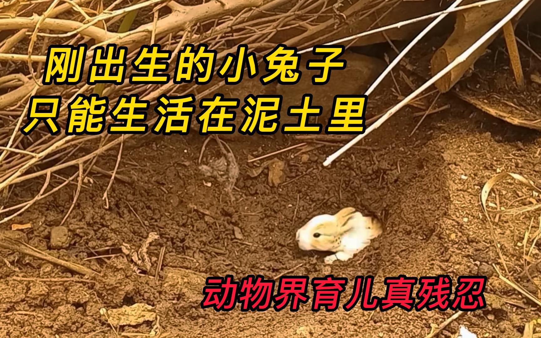 刚出生的小兔子，只能生活在土里，这背后究竟是何原因？