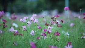 af36cef07294d5a43764adc2045c997b5fb4e0e5.jpg@280w_158h_1c_100q.jpg