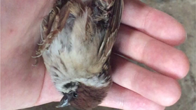 吃麻雀有危害吗 af3d4d5ae9a3cc7ac439d6888634555b746dc60a.jpg@280w_158h_1c_100q.jpg