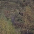 白唇鹿 高原精灵 国家一级保护动物 世界濒危物种