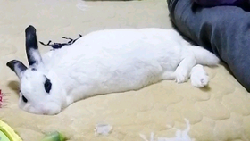 af4d4c4261de7a62b5361b9409985d56d38158ce.png@280w_158h_1c_100q.jpg