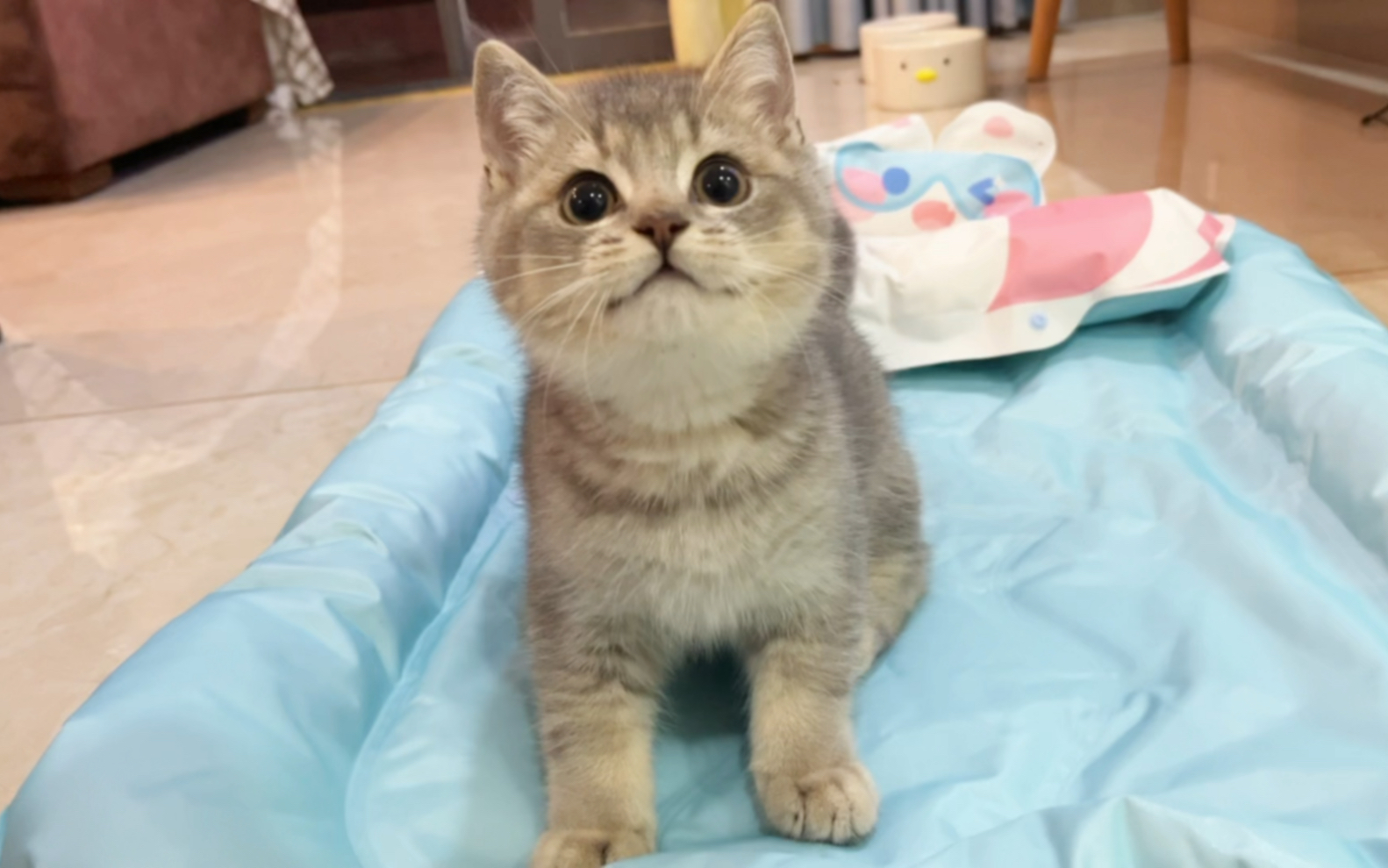 给猫咪买的冰垫，它们会喜欢吗？
