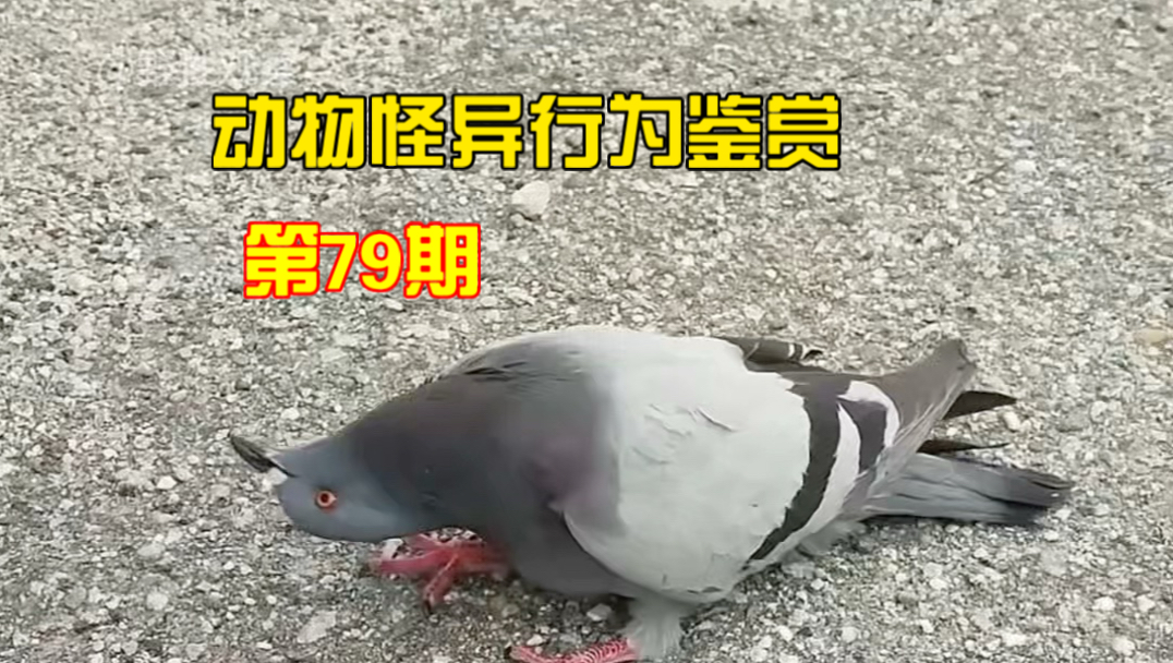 动物怪异行为鉴赏第79期
