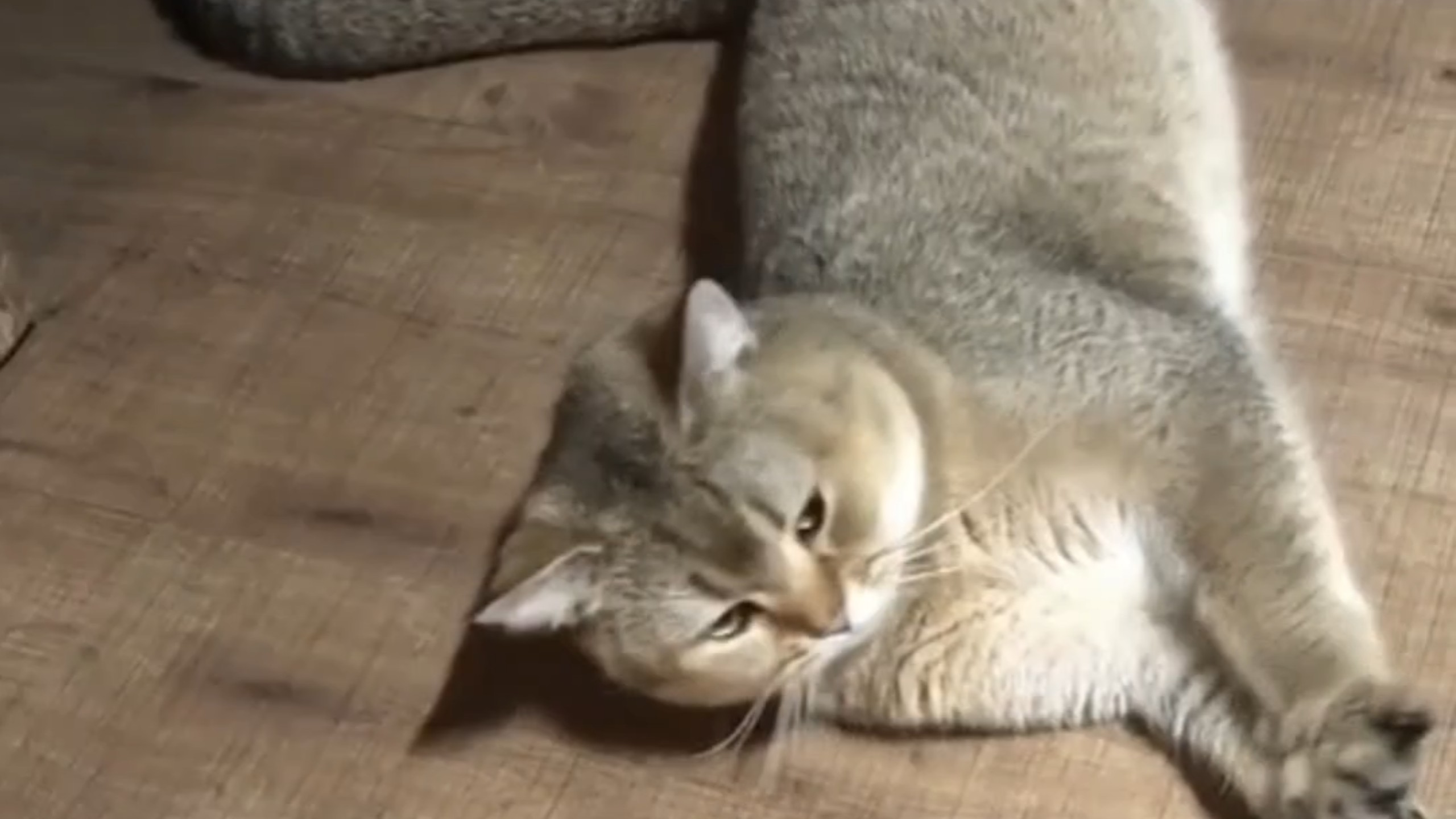 能让小猫开心就不是浪费时间
