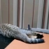 阿孟的养猫日记直播录像【20220923】失去梦想的豆包