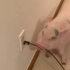 猪猪：吵死啦，不准用吸尘器！