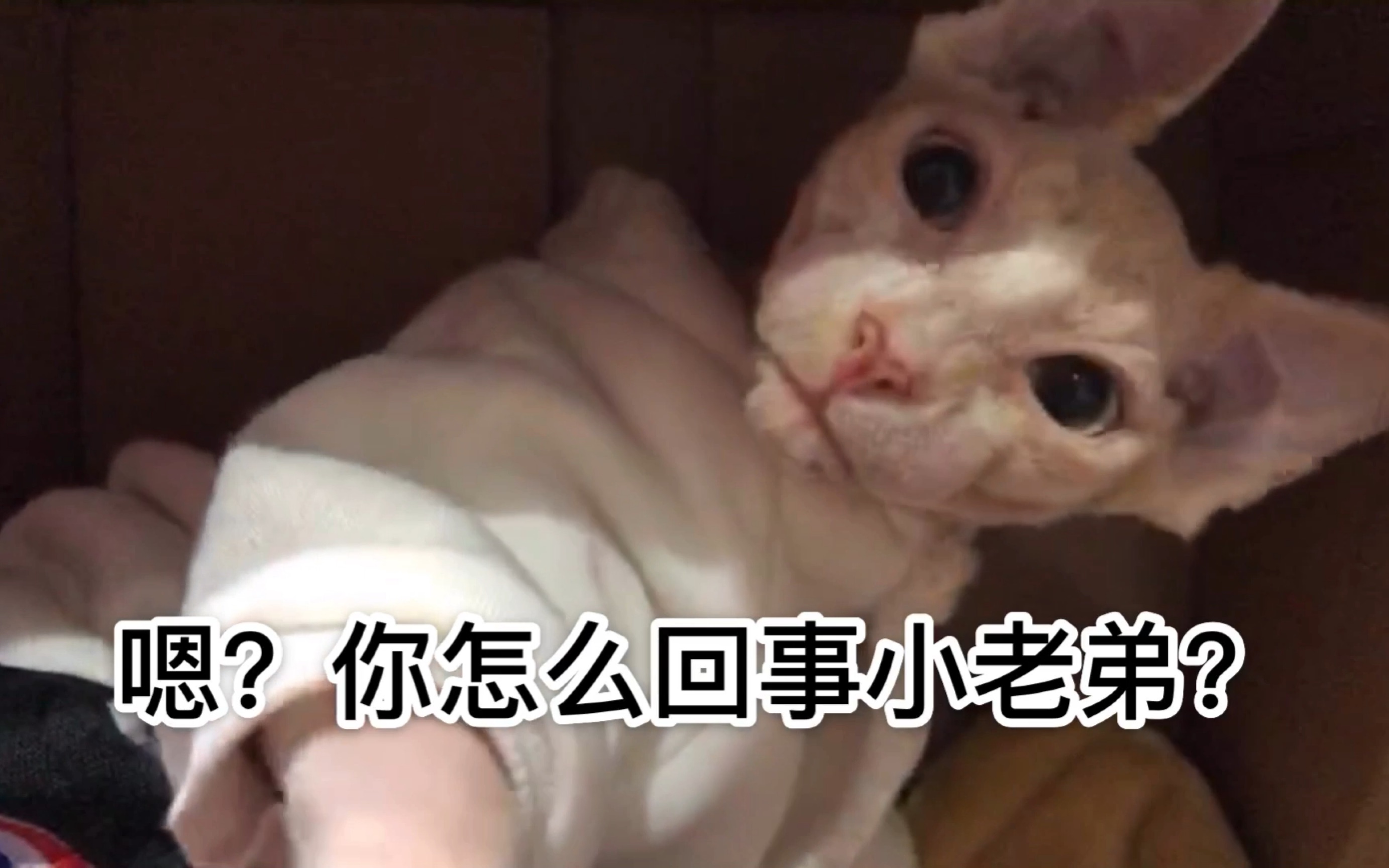 【无毛猫】我家主子不可能这么沙雕!