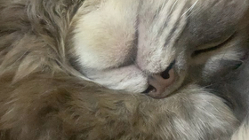 猫睡觉打鼾 af9242611fe711157941408c8b743dbec3645cb0.jpg@280w_158h_1c_100q.jpg