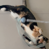 小流浪第一次玩逗猫棒还挺开心