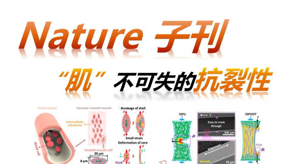 【传感器】抗撕裂应变传感器（莫秀）251221