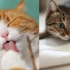 超有趣的猫咪视频合集！！