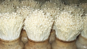 什么是化骨水 afb81939a323dd6e3454b652027a0f74aff141f5.jpg@280w_158h_1c_100q.jpg