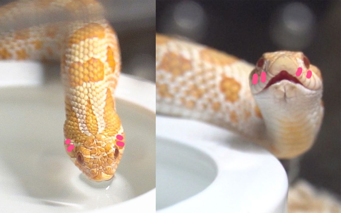可爱蛇蛇喝水，我有个大胆的想法