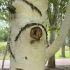俏色巧雕雕钮印章甲虫雕刻过程——王泽扬巴林石雕刻