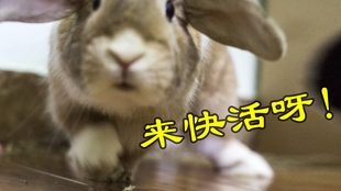 aff560ecc276ade5487acb87c82a68f316363738.jpg@310w_174h_1c_100q.jpg