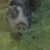 THE LAST PIG 《最后的猪》预告片