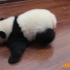 熊猫宝宝软萌走路