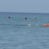 一群外国人海边游泳，遭遇一群鲨鱼，没有人想跑，结果令人唏嘘
