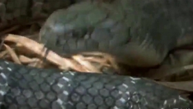 蛇是两栖生物吗 avsas_i181026ws3e43pmza0z6s01v0ijp15o4_0029.jpg@280w_158h_1c_100q.jpg