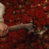 玫瑰精油的提取方法，选自电影《Perfume》