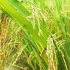 又到了稻谷成熟的季节了
