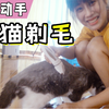 天气太热给猫剃毛 剃到蛋蛋时猫竟然