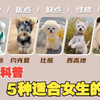 女生适合养什么品种的狗？新手适合养的狗狗品种合集｜避坑指南