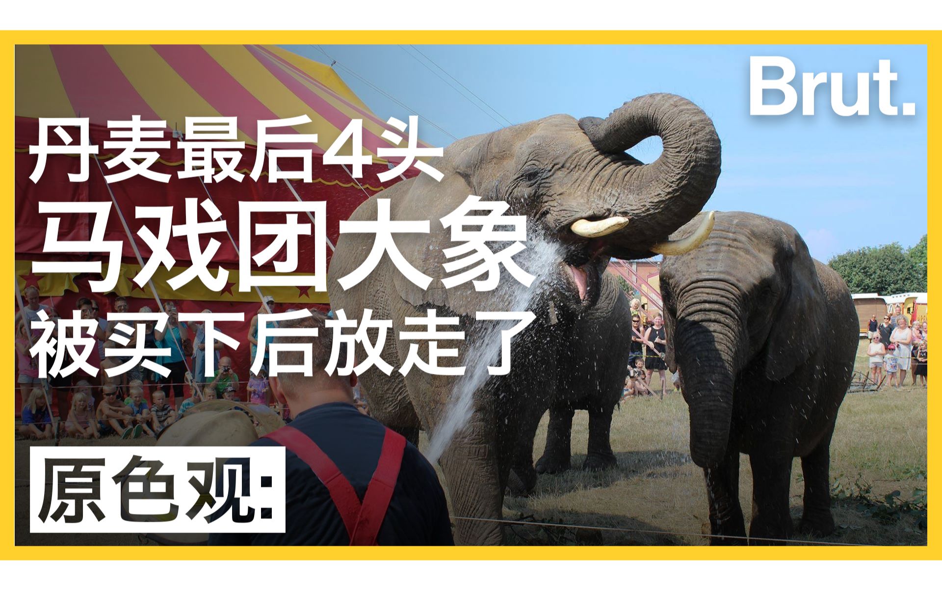 丹麦人为何要花这么多钱帮马戏团大象赎身