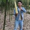上山寻找今年最嫩的春笋，一锄一根嫩春笋挖得好过瘾，挖得好嗨哟
