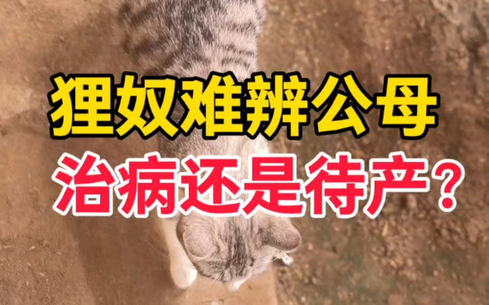 紧急求助，养了一年的公猫变母猫了吗？怀孕了还是得病了？