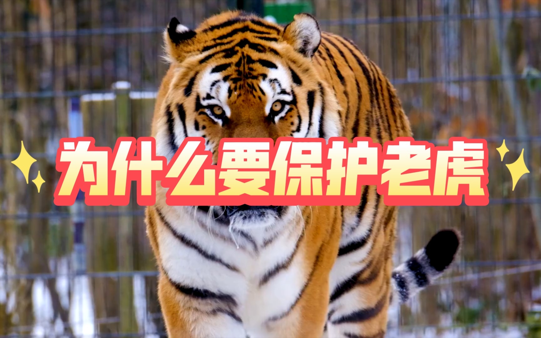 为什么要保护老虎
